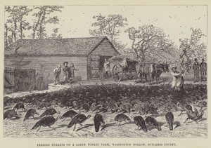 Alimentando pavos en una granja grande de pavos, Washington Hollow, condado de Dutchess