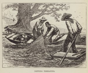 Redes de tortugas