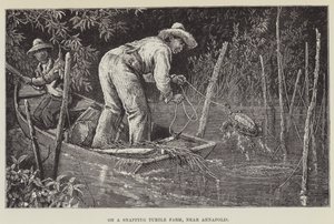 En una granja de tortugas mordedoras, cerca de Annapolis de George Augustus Sala