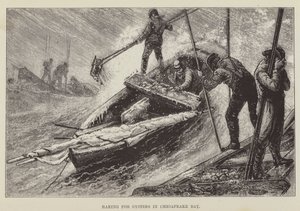 Rastrillando ostras en la bahía de Chesapeake de George Augustus Sala
