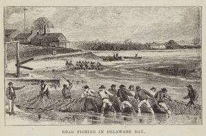 Pesca de sábalo en la bahía de Delaware