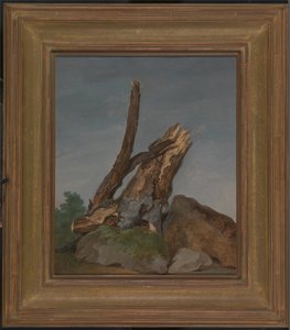 Estudio de rocas y ramas