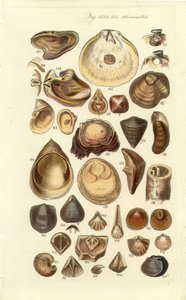 Manual de Conchología Placa 11. Ostras y otras conchas de George B. Sowerby