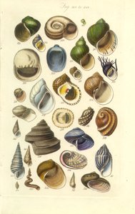 Manual de Conchología Placa 15. Conchas de colores, incluidas las de Abalón de George B. Sowerby