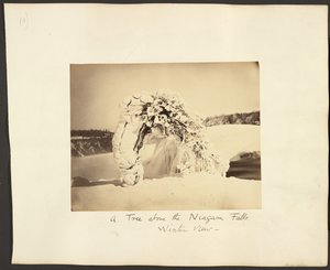 Un árbol sobre las cataratas del Niágara