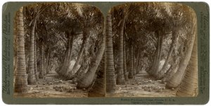 Avenida de palmeras de coco, Florida, EE.UU., 1891 de George Barker