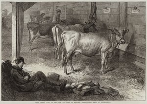 Vacas Jersey Premiadas en la Exposición Agrícola de Bath y del Oeste de Inglaterra en Southampton de George Bouverie Goddard
