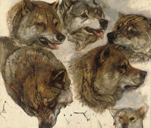 Estudios de cabezas de huskies