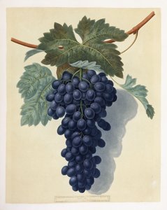 Plato LII (un racimo de uvas moradas) de George Brookshaw