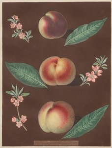 Pomona Britannica: No. 33 - Melocotones de George Brookshaw