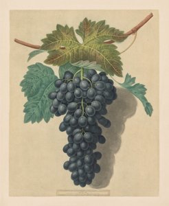 Pomona Britannica: No. 52 - Uva Black Prince de George Brookshaw