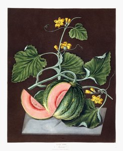 Calabaza, 1812 de George Brookshaw