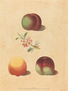 Tres melocotones de George Brookshaw