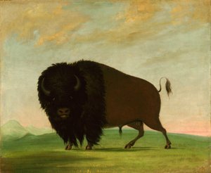Toro de búfalo, pastando en la pradera, 1832-1833