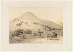 Buffalo Hunt, Chase--no. 6 de George Catlin