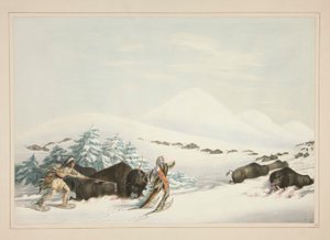 Caza de búfalos, sobre raquetas de nieve, pl. 15 de la cartera de indios norteamericanos