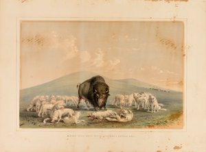 Caza de búfalos, lobos blancos atacando a un toro búfalo--no. 10