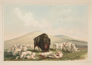 Caza de búfalos, lobos blancos atacando a un toro búfalo, lámina 10 del Portafolio de los indios norteamericanos de George Catlin