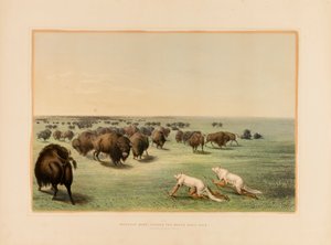 Buffalo Hunt, under the White Wolfskin--no. 13 de George Catlin