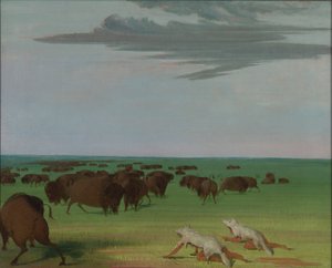Caza del búfalo bajo la máscara de piel de lobo de George Catlin
