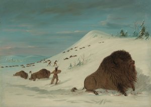 Lanceo de búfalos en los ventisqueros - Sioux de George Catlin