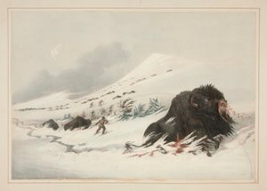 Buffalo Bull moribundo, en Snow Drift, pl. 17 de la cartera de indios norteamericanos de George Catlin