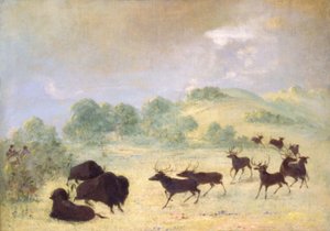 El alce y el búfalo se conocen, Texas