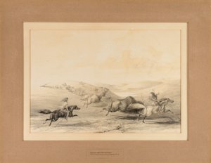 Indios cazando búfalos--no. 29 de George Catlin