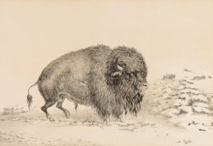 Búfalo gravemente herido--no. 16