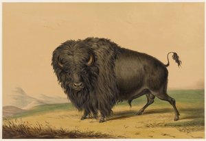  de George Catlin