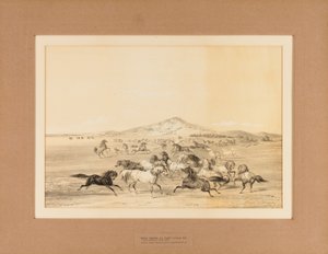Caballos salvajes jugando--no. 3