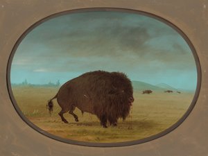 Toro búfalo herido, 1861-1869 de George Catlin