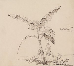 Cabras bajo un platanero de George Chinnery