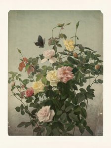 Rosas de George Cochran Lambdin