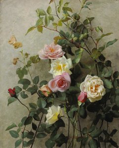Rosas en una pared
