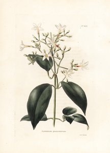 Jazmín (Jasminum paniculatum) - Litografía de George Cooke, para la revista británica Conrad Loddiges Botanical Cabinet (1738-1826) de George Cooke