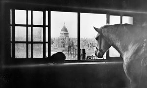 Caballo con vista a la Catedral de San Pablo desde un establo de varios pisos, Londres