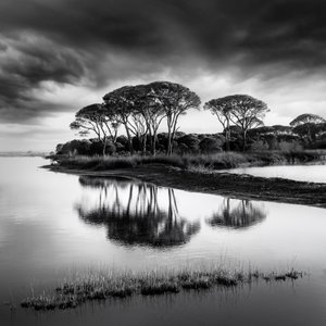 Reflejos dramáticos en los pinos