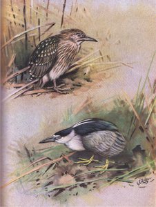Garza nocturna (litografía) de George Edward Lodge