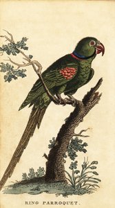 Perico Alejandrino, Psittacula eupatria.,1800 (grabado)