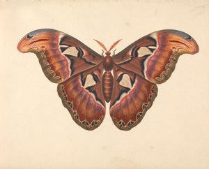 Polilla del Atlas de George Edwards
