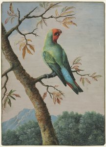 Bird Study