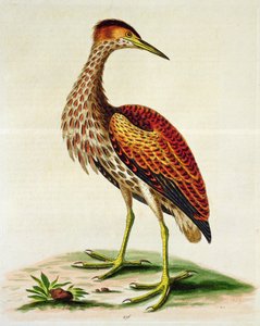 Avetoro de la Bahía de Hudson, 1748 de George Edwards