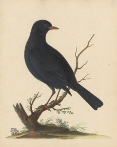 [Pájaro negro] de George Edwards