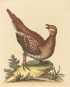 Pájaro marrón moteado de George Edwards