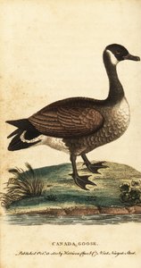Ganso de Canadá, Branta canadensis.,1800 (grabado)