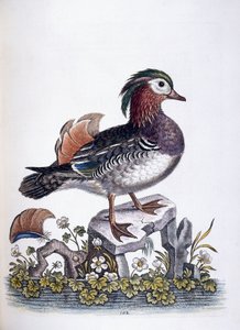 Pato mandarín, 1746 de George Edwards