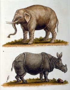 Ilustración grabada de George Edwards, de un libro de aves raras de G Edwards 1750. George Edwards (1694-1773) fue un naturalista y ornitólogo británico. Viajó mucho por Europa, estudiando la historia natural y las aves en particular. Ganó de George Edwards