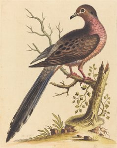 Fedoa Americana pectore ruso, 1740 de George Edwards