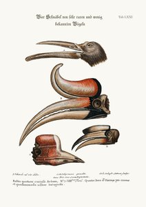 Cuatro picos curiosos de aves poco conocidas (1749-73)